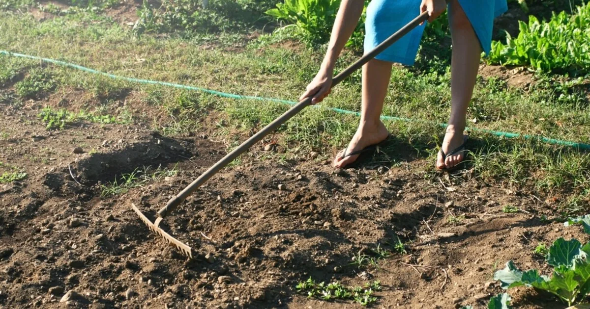 Őszi kerti munkák: így készítsd fel a kertet a télre