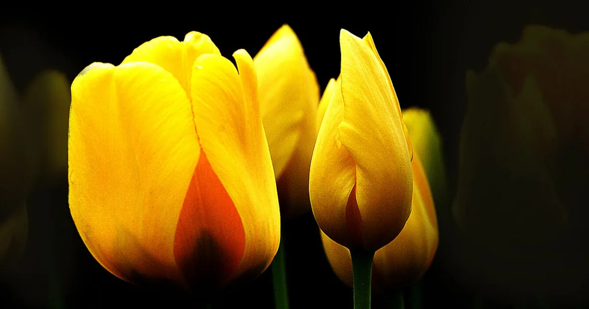 Őszi virághagymák ültetése: tulipán, nárcisz és jácint a tavaszi pompáért
